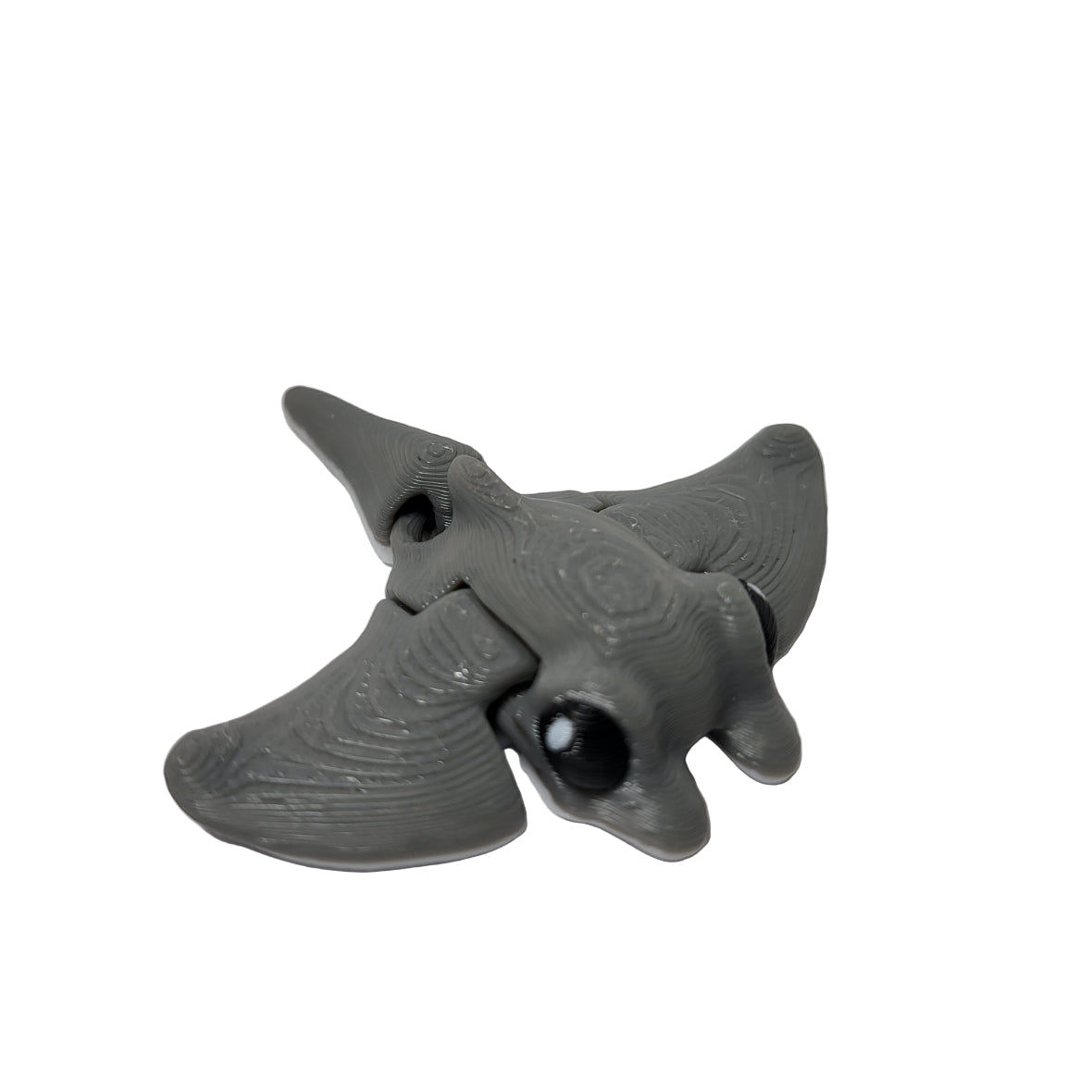 Hatchlings Sea - Manta Ray